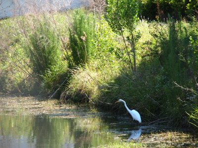 [A large all-white bird with a yellow-orange beak stands in water up to its feathers. The pond water extends to the left while considerable reed, grass, and small tree growth nearly hide the hillside leading into the water.]